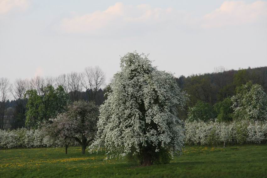 traumhafte Hochstämme